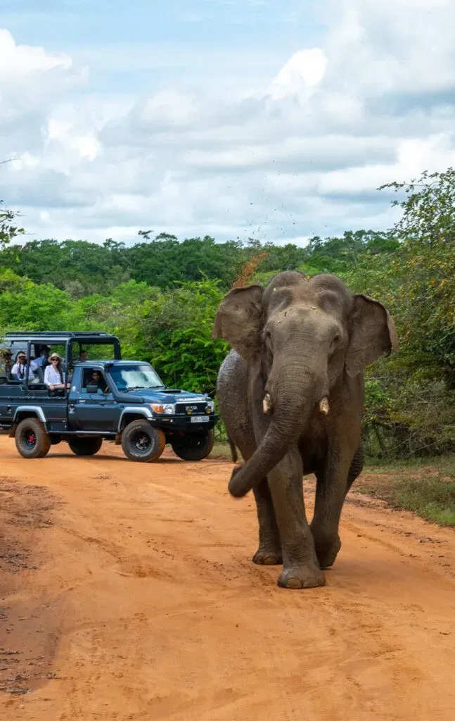 Yala / Bundala Half-Day Safari Escape