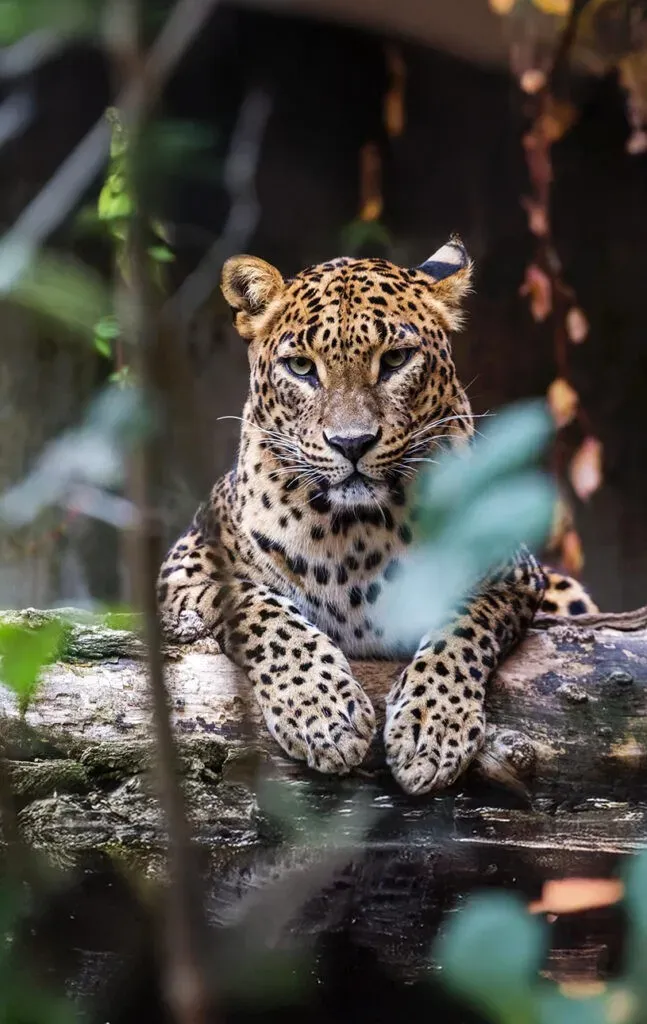 Yala / Bundala Full-Day Safari Escape